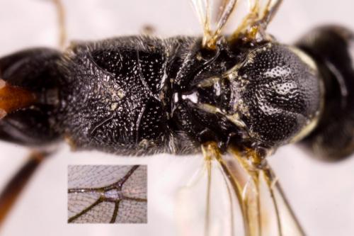 Réf. 274 615 : Mesostenus sp.