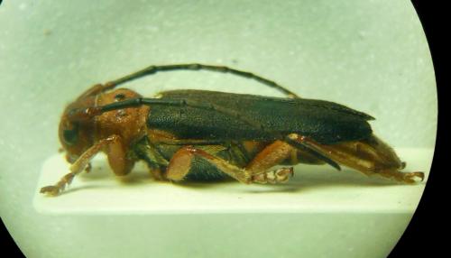 Phytoecia kurdistana