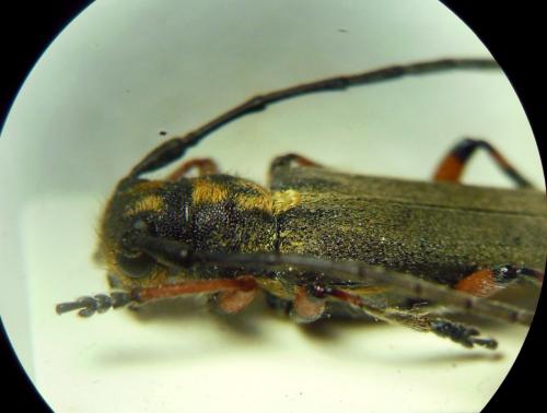 Réf. 274 413 : Phytoecia merkli