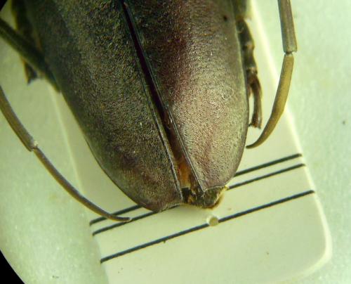 Réf. 274 710 : Cerambyx carinatus
