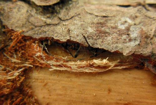 Acanthocinus henschi