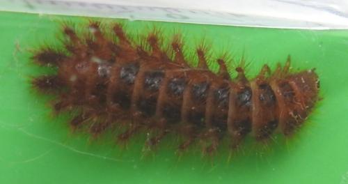 Drilus flavescens