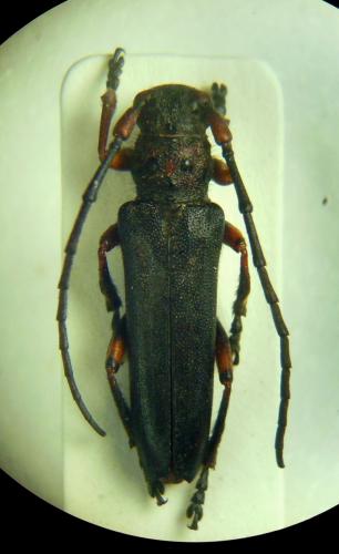 Phytoecia puncticollis stygia