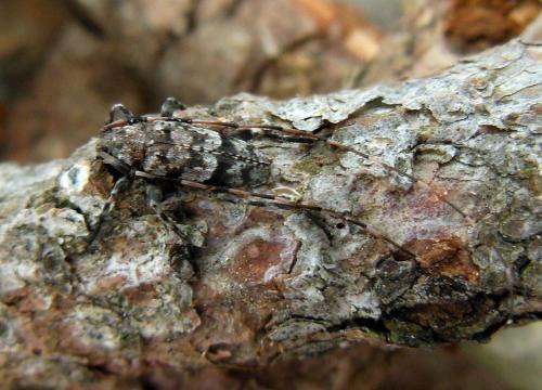 Acanthocinus henschi