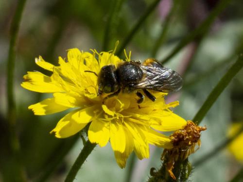 Réf. 274 556 : Osmia sp.