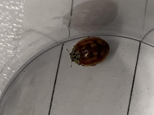 Réf. 274 922 : Harmonia quadripunctata