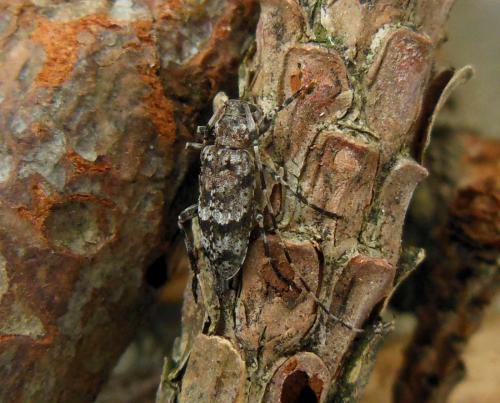 Acanthocinus henschi