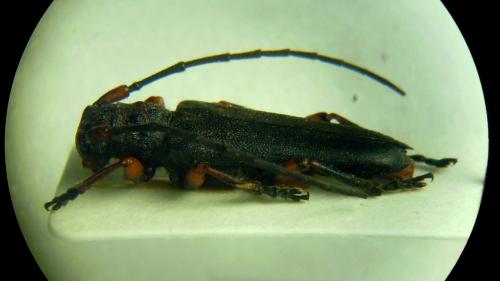 Phytoecia puncticollis stygia
