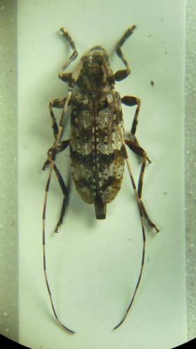 Acanthocinus henschi
