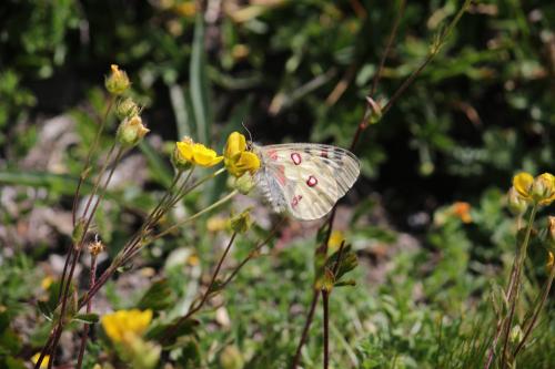 Réf. 274 831 : Parnassius phoebus