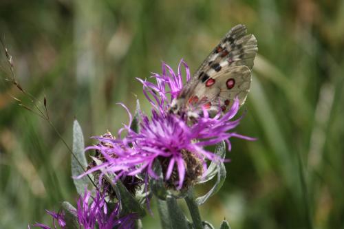 Réf. 274 830 : Parnassius phoebus