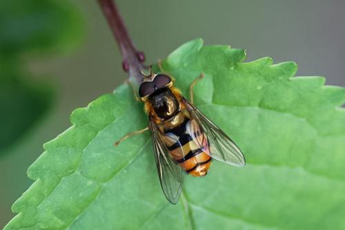Epistrophe melanostoma