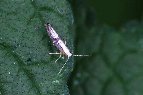 Argyresthia spinosella