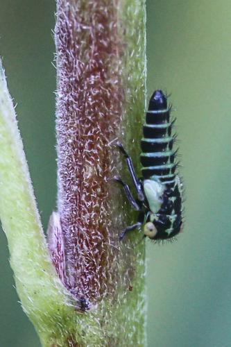 Idiocerus sp.