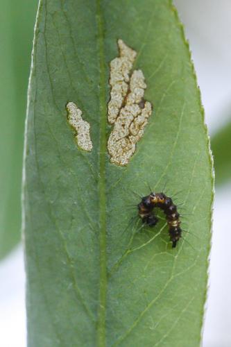 Réf. 274 332 : Acronicta psi