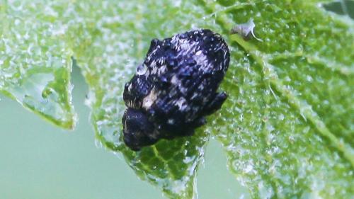 Réf. 274 797 : Orchestes rusci