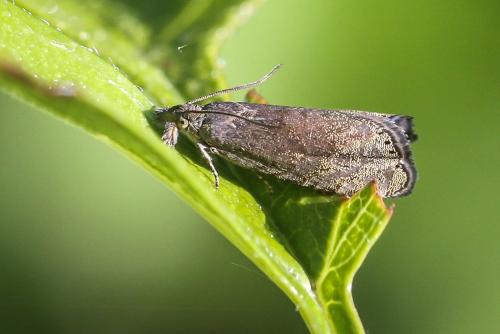 Réf. 274 672 : Dichrorampha sp.