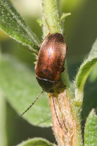 Réf. 274 671 : Isomira sp.