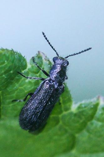 Dasytes sp.