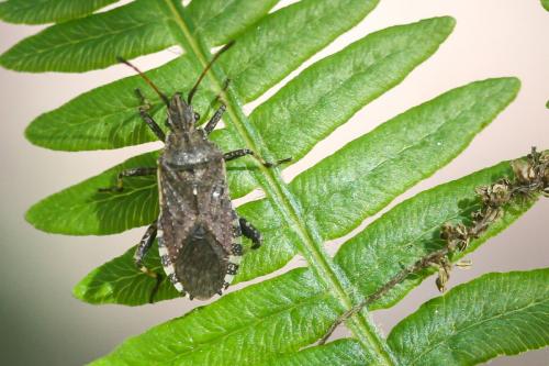 Réf. 274 955 : Ceraleptus gracilicornis
