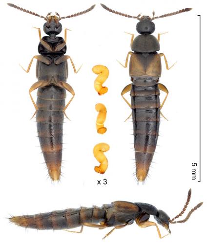 Réf. 274 003 : Nehemitropia lividipennis