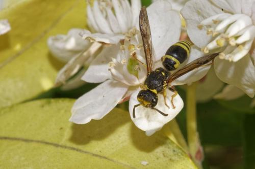 Ancistrocerus nigricornis