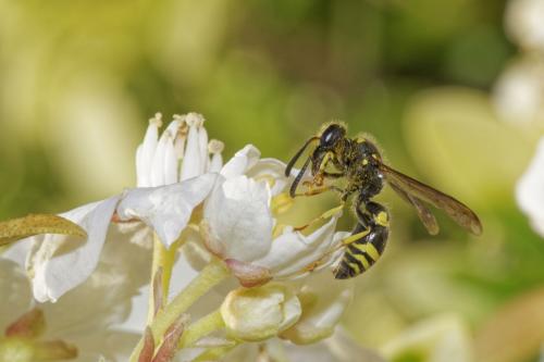 Ancistrocerus nigricornis