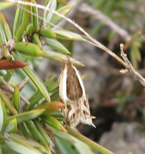 Ancylis apicella