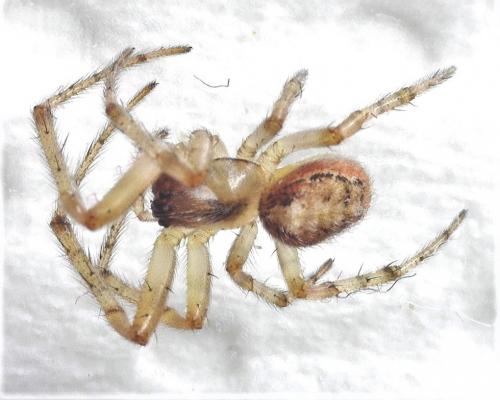 Zygiella (atrica-x-notata)