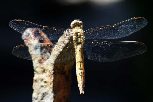 Réf. 274 028 : Orthetrum brunneum