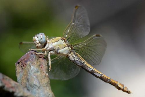 Réf. 274 029 : Orthetrum brunneum