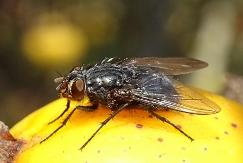 Réf. 274 183 : Calliphora vicina