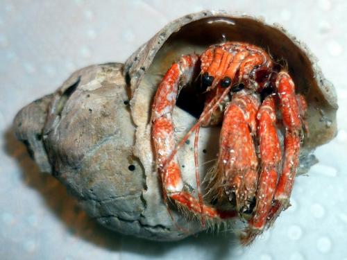 Pagurus cuanensis