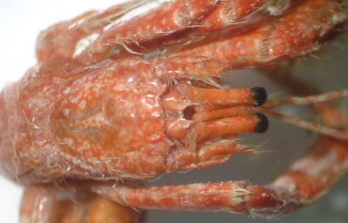 Pagurus cuanensis