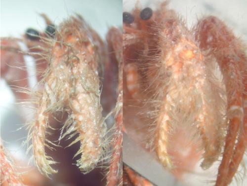 Pagurus cuanensis