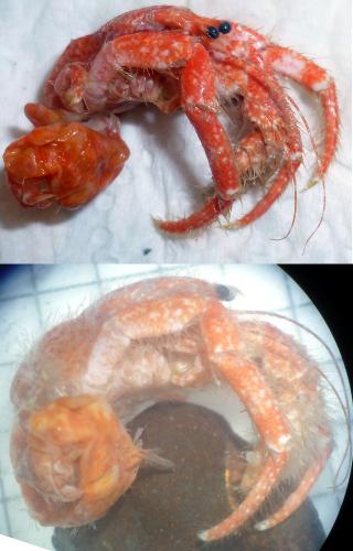 Réf. 274 533 : Pagurus cuanensis
