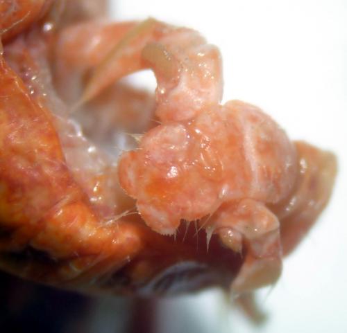 Pagurus cuanensis