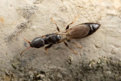 Réf. 274 568 : Bethylus coniceps