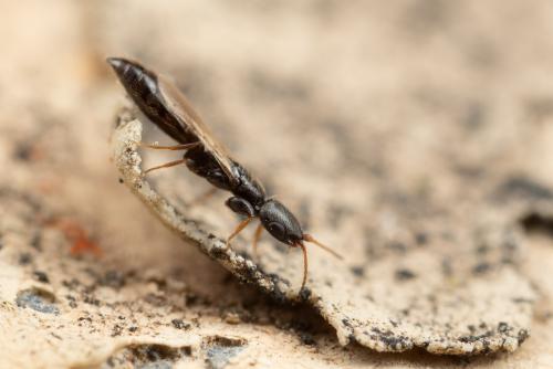 Réf. 274 567 : Bethylus coniceps
