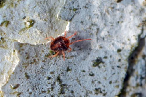 Bryobia praetiosa