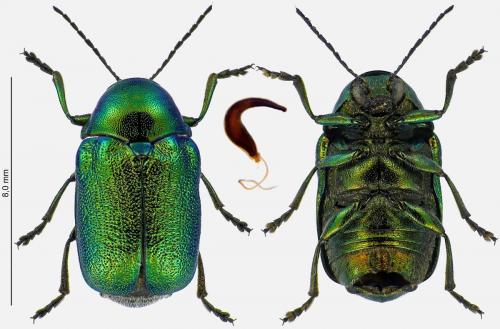 Cryptocephalus aureolus