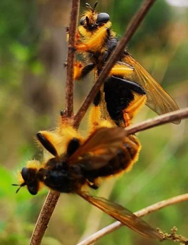 Pogonosoma maroccanum