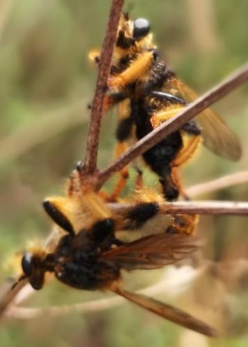 Pogonosoma maroccanum