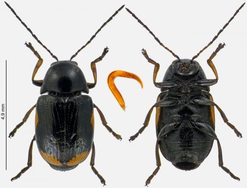 Réf. 274 515 : Cryptocephalus moraei