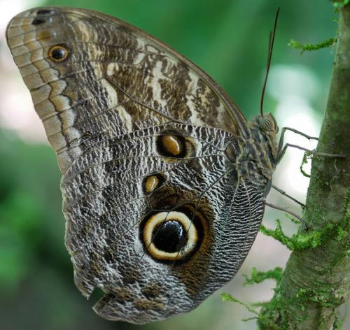 Réf. 274 614 : Caligo telamonius menus
