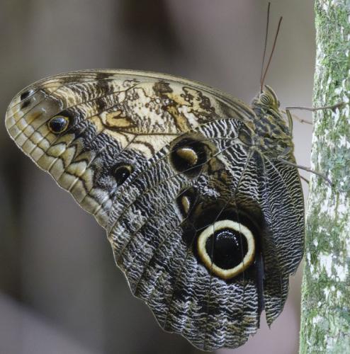 Réf. 274 613 : Caligo telamonius memnon