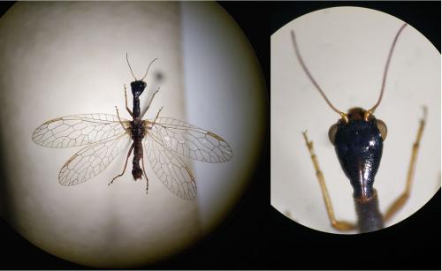 Réf. 274 846 : Xanthostigma xanthostigma