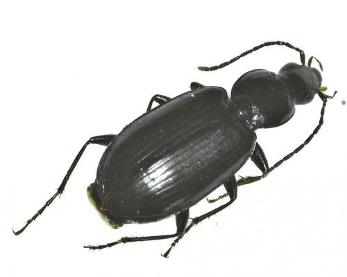 Réf. 274 554 : Agonum gracile