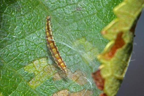 Réf. 274 468 : Swammerdamia pyrella