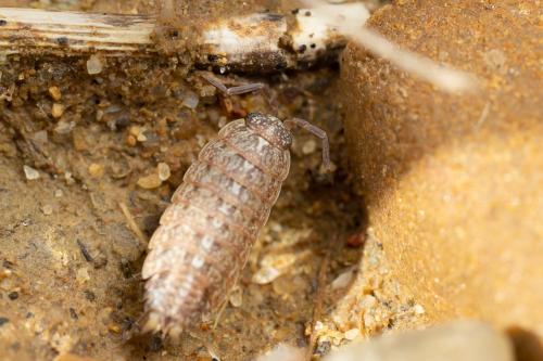 Acaeroplastes melanurus
